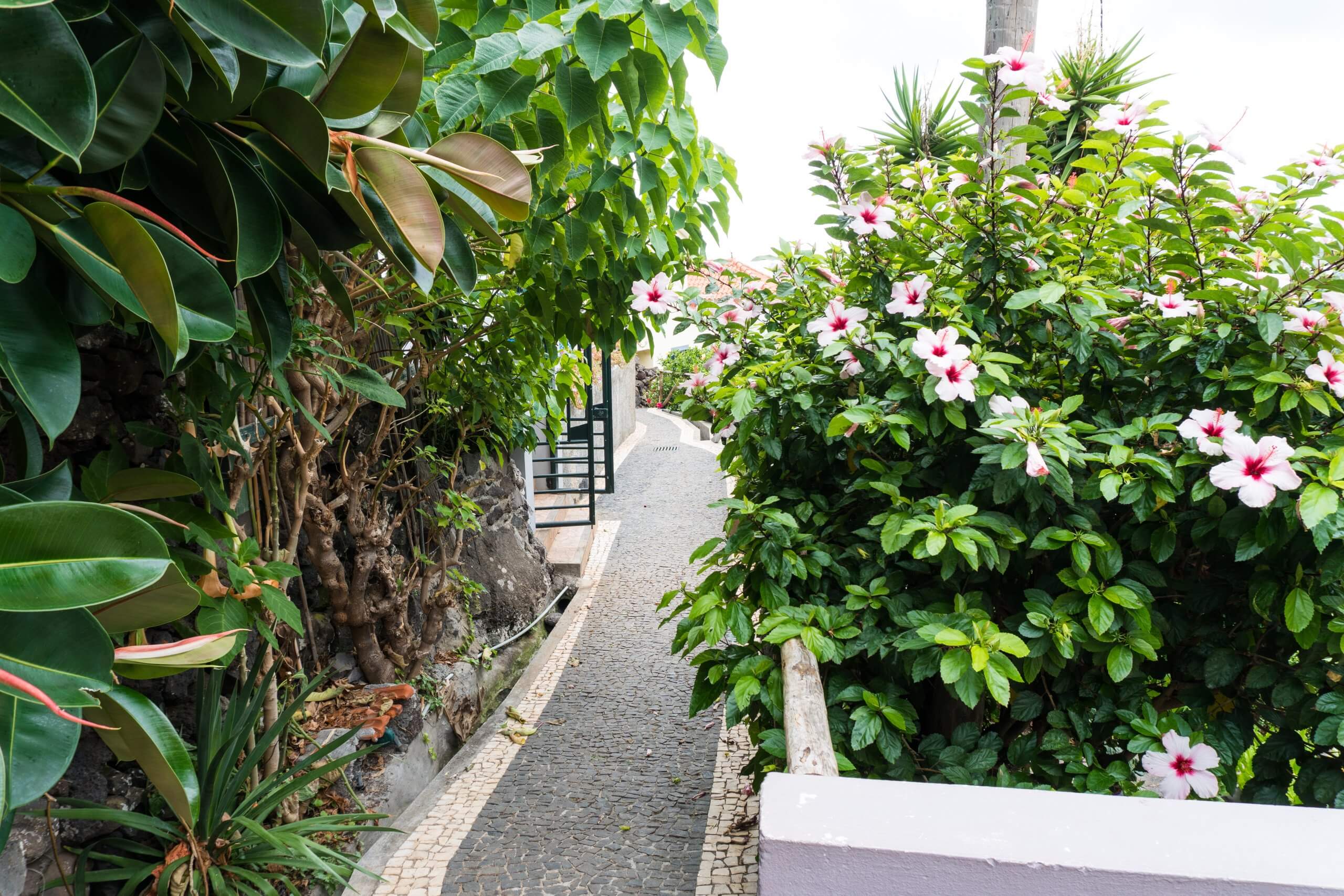 one of the small lanes in jardim do mar with flowers and greenery pushing in from each side