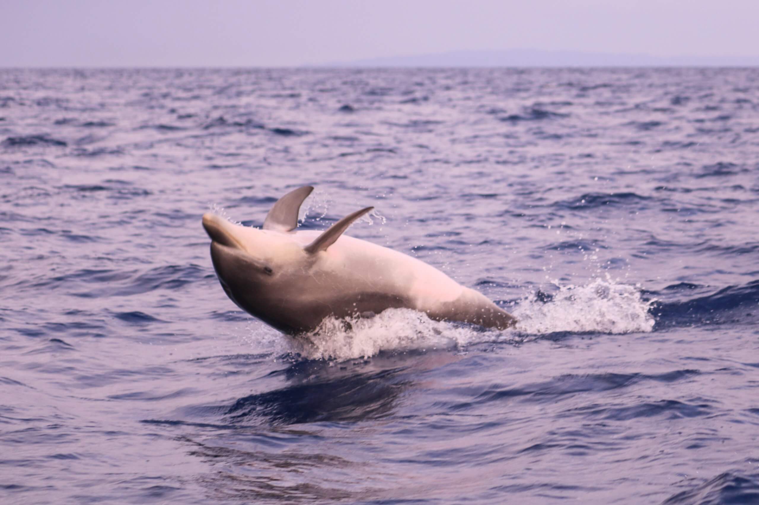 dolphin jumping out of the water in the seas surrounding madeira